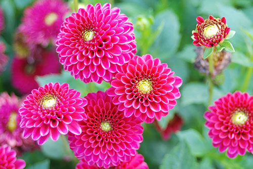 Kỹ thuật trồng cây hoa Thược dược và mẹo cắm hoa Tết bền lâu