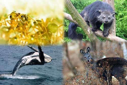 Những loài động vật nào tỏa mùi thơm đặc biệt?