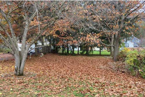 Thách thức thị giác cực khó: Bạn có thể tìm ra chú chó trong bức ảnh này?