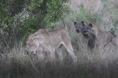 Clip: Đàn linh cẩu tấn công sư tử cái và cái kết bất ngờ