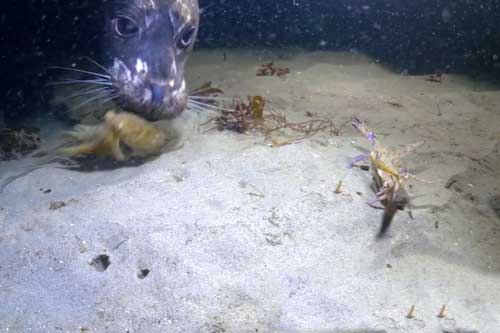 CLIP: Bạch tuộc mải mê săn đuổi cua và cái kết đầy bất ngờ