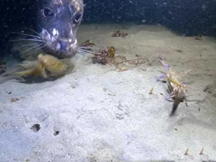 CLIP: Bạch tuộc mải mê săn đuổi cua và cái kết đầy bất ngờ