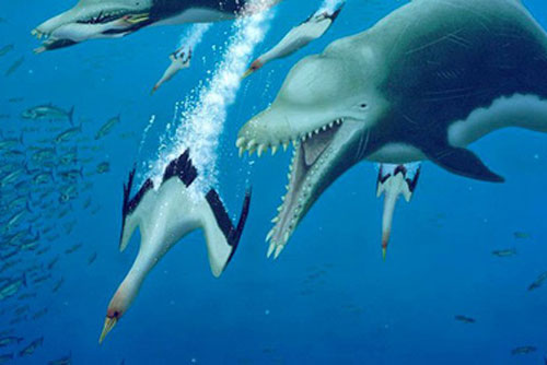 Ai bảo cá heo hiền lành dễ thương? Từng có một chủng cá heo đã gieo rắc kinh hoàng cho đại dương, đến cá mập trắng cũng phải khiếp sợ