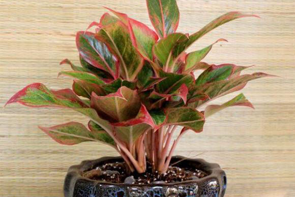 Đặt 4 loại cây phát tài này lên bàn thờ tổ tiên ngay lập tức để có bình an, nhà có càng nhiều tiền càng phải đặt