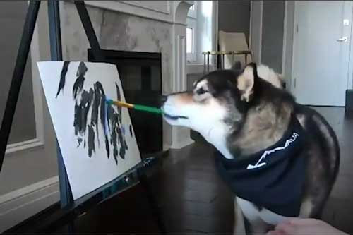 CLIP: Chú chó Shiba Inu trổ tài vẽ tranh kiếm bội tiền