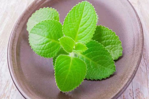 Trẻ ho khò khè, mẹ dùng ngay loại lá này để trị dứt điểm cho bé