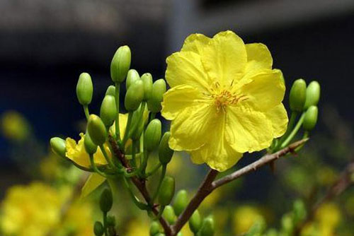 Những lưu ý khi ngắt, lặt lá để mai nở đúng vào dịp Tết Nguyên Đán