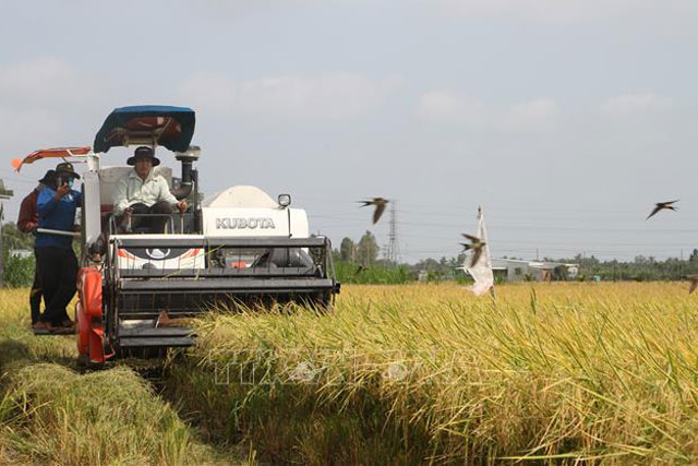 Năm 2021, ngành lúa gạo mang nhiều kỳ vọng tăng trưởng