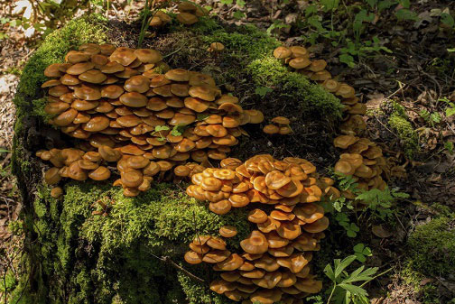 Sinh vật chẳng ai nghĩ đến này có thể chính là "siêu anh hùng" giải cứu thế giới trong tương lai