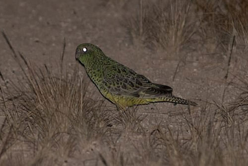 Thất bại của tiến hóa là có thật: Loài vẹt siêu hiếm đang khiến các nhà khoa học phải lắc đầu ngán ngẩm "bảo sao mà sắp tuyệt chủng"