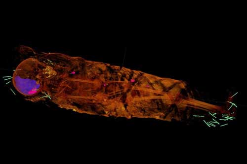 Ảnh chụp X-quang hé lộ khám phá đầy bất ngờ bên trong xác ướp Ai Cập 2.000 năm tuổi