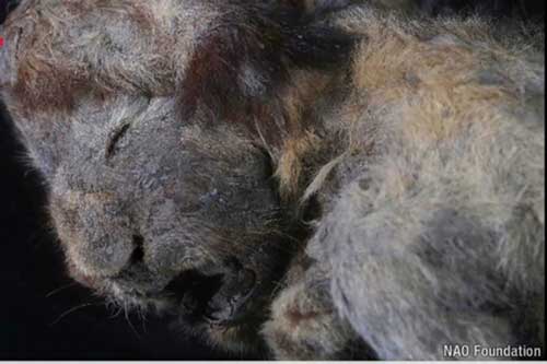 Bất ngờ tìm thấy xác ướp loài sư tử tuyệt chủng, có niên đại 30.000 năm