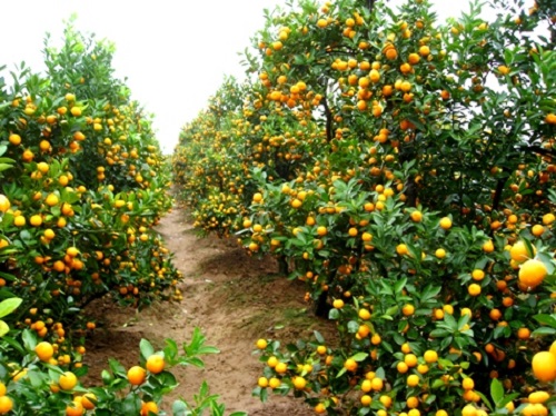 Hải Dương: Nguy cơ Covid-19 hại "chết" đào, quất và nông dân 