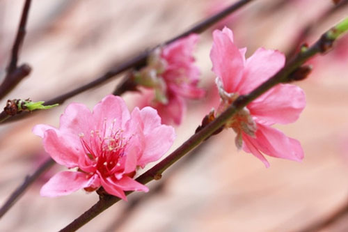 Hoa đào - 'thần dược' chữa bệnh bạn phải biết