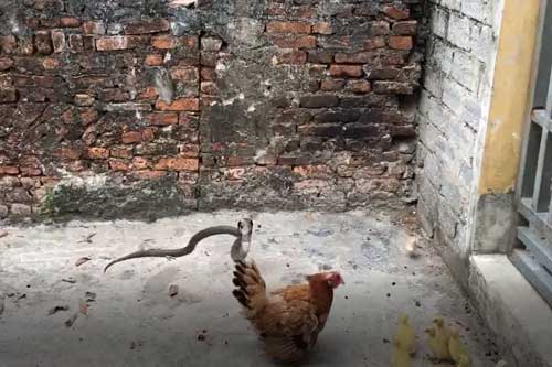 Clip: Hổ mang âm thầm tiếp cận đàn con, gà mẹ xả thân chiến đấu tới cùng