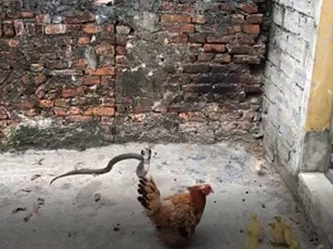 Clip: Hổ mang âm thầm tiếp cận đàn con, gà mẹ xả thân chiến đấu tới cùng