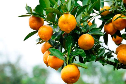 B&#xE0;i thu&#x1ED1;c ch&#x1EEF;a b&#x1EC7;nh tuy&#x1EC7;t v&#x1EDD;i t&#x1EEB; qu&#x1EA3; qu&#x1EA5;t