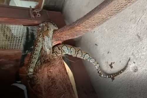 Clip: Trăn vua cố gắng siết cổ hổ mang chúa, trận chiến sinh tử sẽ có kết cục ra sao?