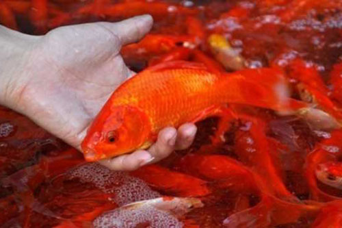 Sau khi mua cá chép cúng ông Công ông Táo cần làm ngay những điều này