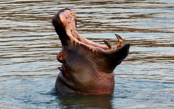 Hà mã "cười nhạo" sư tử vì rượt đuổi hụt