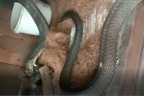 Ảnh: Cắt từ video. Ảnh: Cắt từ video.