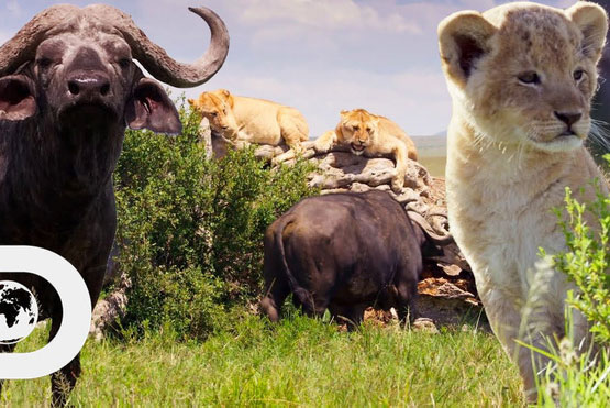 Mẹ con sư tử run rẩy vì trâu rừng bao vây tứ phía, chúng có thoát khỏi 'bi kịch'?