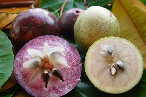 Đây là nguyên nhân dù đắt hay rẻ bạn cũng nên mua vú sữa cho cả nhà ăn