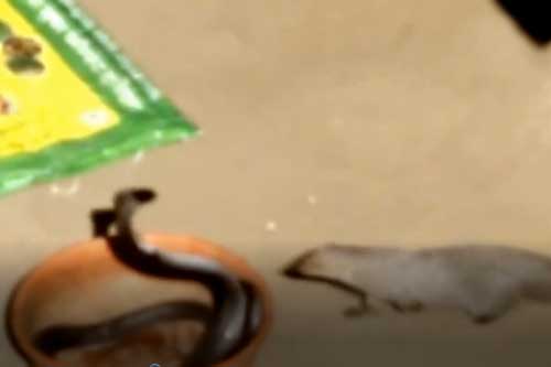 Clip: Đối đầu thiên địch, hổ mang chúa cố thủ trong... thau nhựa, kết cục sẽ ra sao?