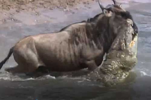 Clip: Linh dương thoát chết dù bị cá sấu cắn vào mặt rồi kéo xuống nước
