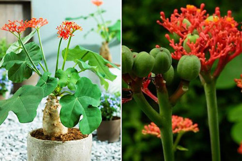 Vì sao cây ngô đồng độc hại tới vậy?