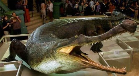 Bí quyết sinh tồn của cá sấu cùng thời khủng long