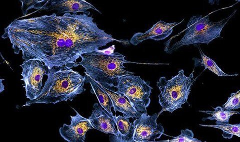 Bí mật của tuổi thọ nằm ở ruột?