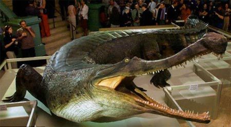 B&#xED; quy&#x1EBF;t sinh t&#x1ED3;n c&#x1EE7;a c&#xE1; s&#x1EA5;u c&#xF9;ng th&#x1EDD;i kh&#x1EE7;ng long