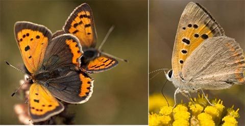 Bướm khép cánh để tránh bị “quấy rối tình dục”