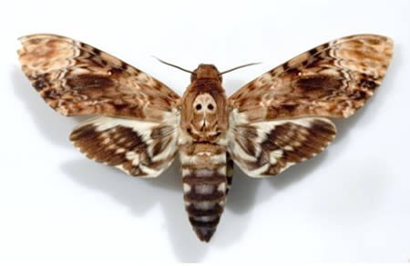 Loài bướm 'Thần chết' có khả năng ‘nói’