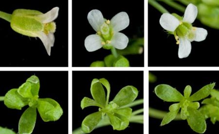 Cây cối cũng có thể biến thành "xác sống"