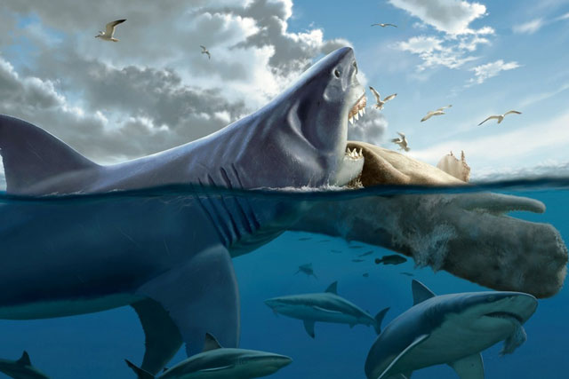 Quái vật Megalodon đạt kích cỡ khổng lồ bằng cách ăn thịt anh em ngay từ trong bụng mẹ