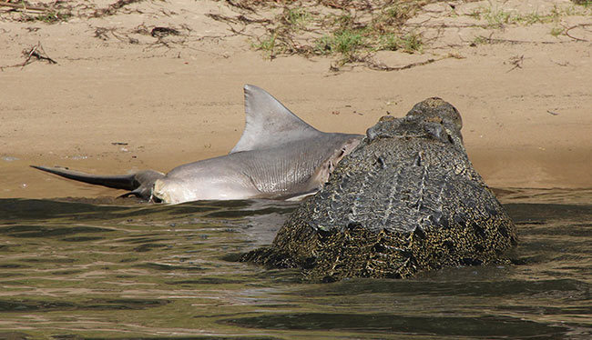 Hốt hoảng khi chứng kiến cá sấu ngoạm đầu cá mập