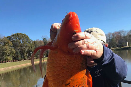 Phát hiện cá vàng 'siêu khủng' ở South Carolina