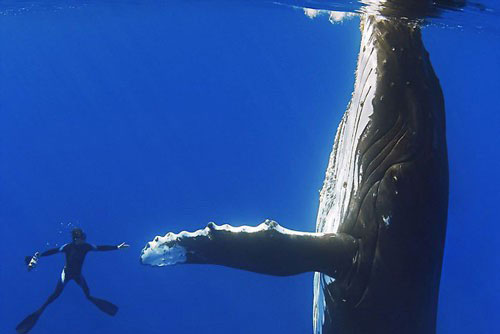 Những khoảnh khắc đối diện vật khổng lồ ấn tượng nhất