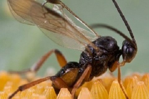 Cây cối cũng có “bảo kê”