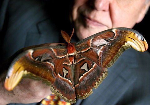 Con bướm lớn nhất thế giới