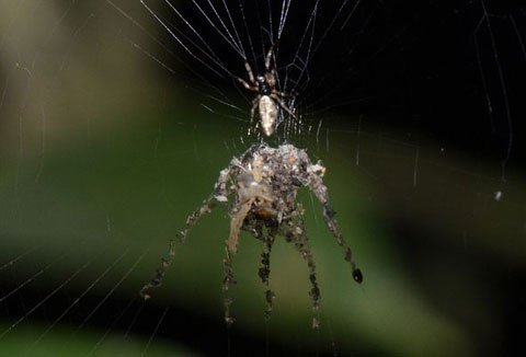 Phát hiện loài nhện biết tạo hình nộm thế thân