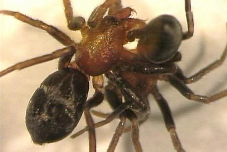 Tại sao nhện cái ăn thịt bạn tình trước khi giao phối?