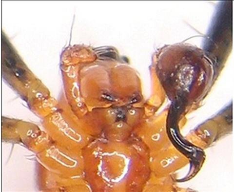 Loài nhện trở nên thiện chiến sau khi bị... "thiến"