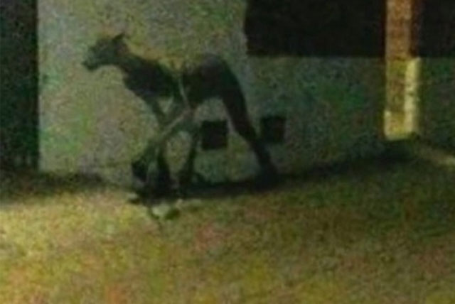 Quái vật nửa người nửa thú làm cả thị trấn khiếp sợ