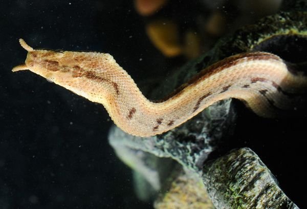 Top 10 loài rắn kỳ lạ nhất thế giới