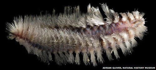 Thám hiểm nơi nóng 401°C dưới đáy biển