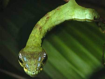 Sâu bướm giả rắn để thoát khỏi kẻ thù