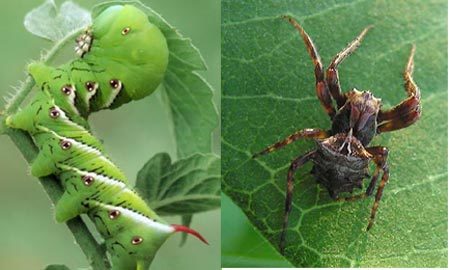 S&#xE2;u b&#x1B0;&#x1EDB;m bi&#x1EBF;t &quot;nh&#x1EA3; kh&#xF3;i&quot; thu&#x1ED1;c l&#xE1; &#x111;&#x1EC3; t&#x1EF1; v&#x1EC7;